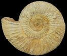Perisphinctes Ammonite - Jurassic #68165-1